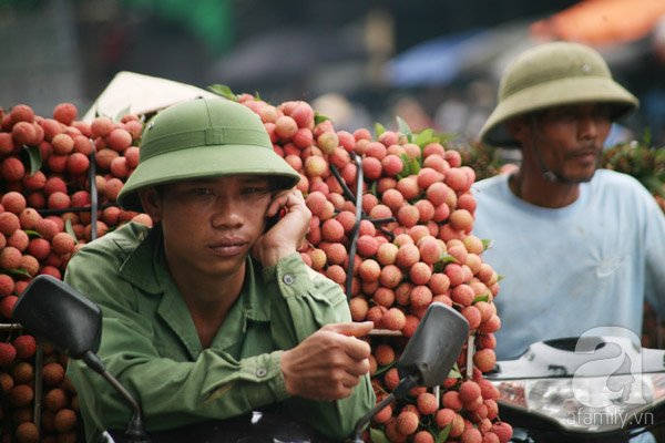 vải lục ngạn